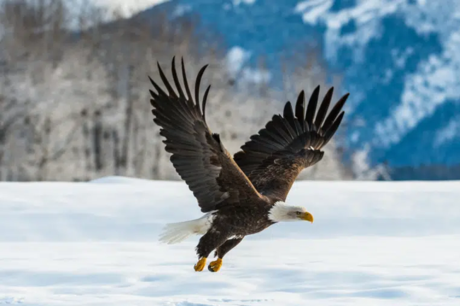 500+ pound resident of the rockies